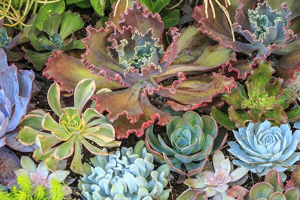 Close-up of succulent plants, San Diego, CA, USA