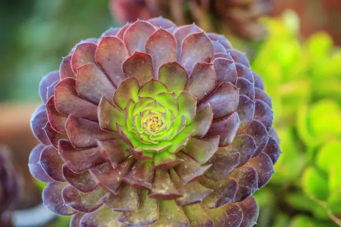 Framed Print : Close-up of succulent plants, San Diego, CA, USA