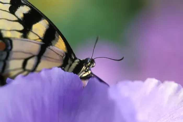 Framed Print : Close-up of swallowtail Butterfly on Petunia in Garden Framed Print : Close-up of swallowtail Butterfly on Petunia in Garden