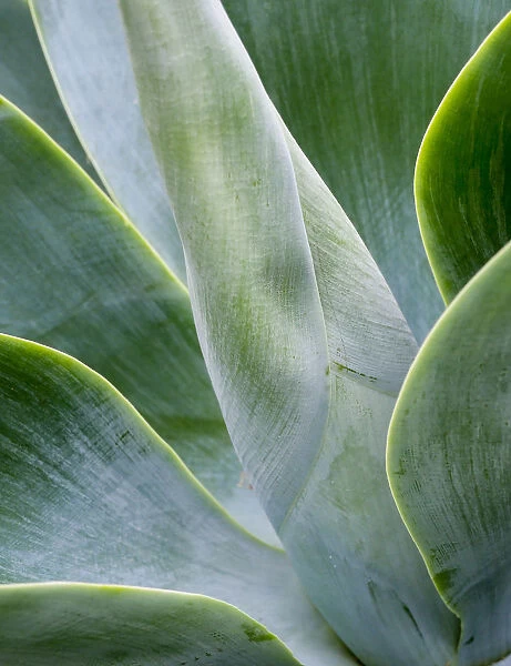 Close-up of the tropical Agave plant