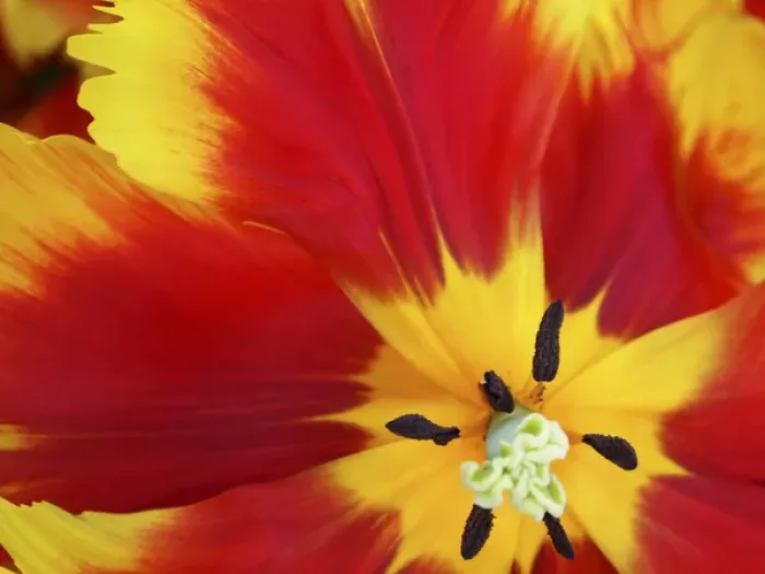 Framed Print : Close-up of tulip Framed Print : Close-up of tulip