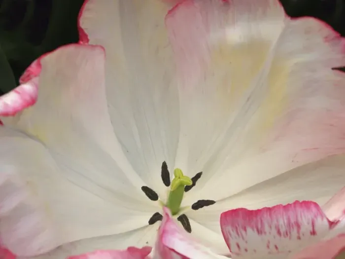 Framed Print : Close-up of tulip