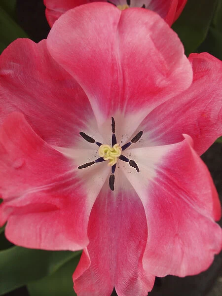Close-up of tulip