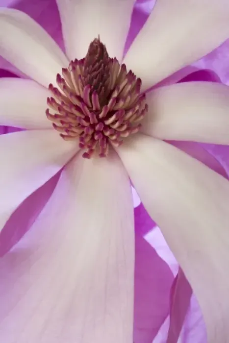 Framed Print : Close-up of tulip magnolia in springtime Framed Print : Close-up of tulip magnolia in springtime