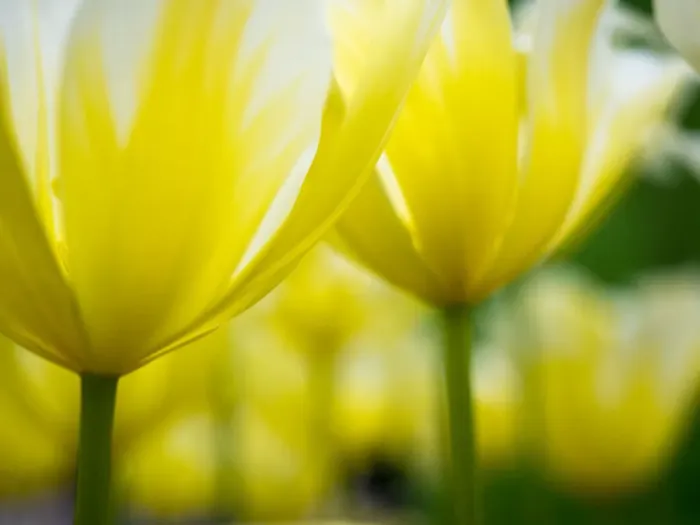 Framed Print : Close-up of tulips Framed Print : Close-up of tulips