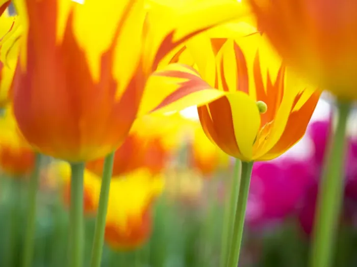 Framed Print : Close-up of tulips Framed Print : Close-up of tulips