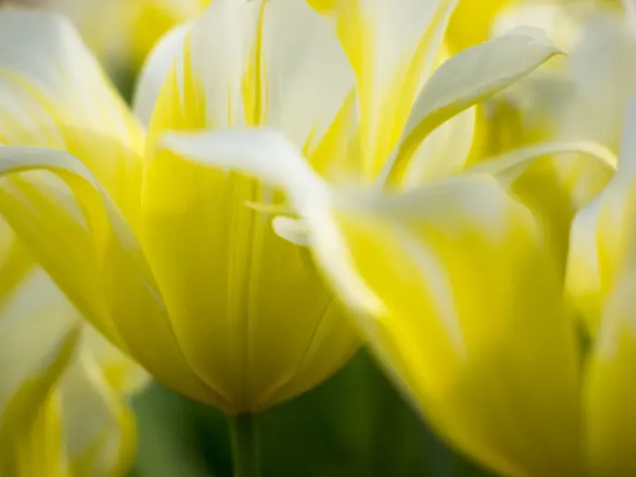 Framed Print : Close-up of tulips Framed Print : Close-up of tulips