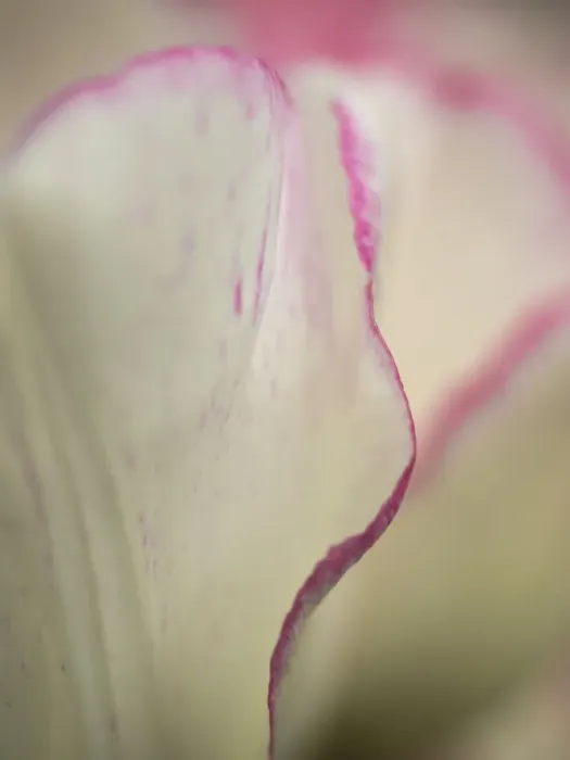 Framed Print : Close-up of tulips Framed Print : Close-up of tulips
