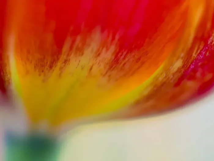 Framed Print : Close-up of tulips Framed Print : Close-up of tulips
