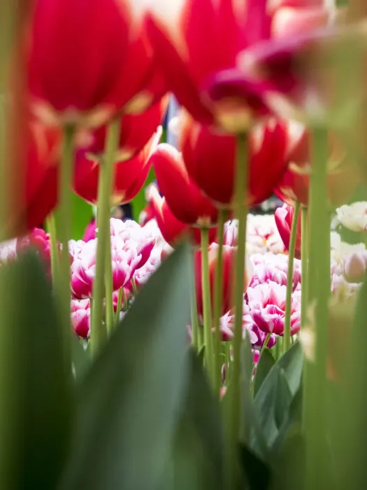 Framed Print : Close-up of tulips Framed Print : Close-up of tulips