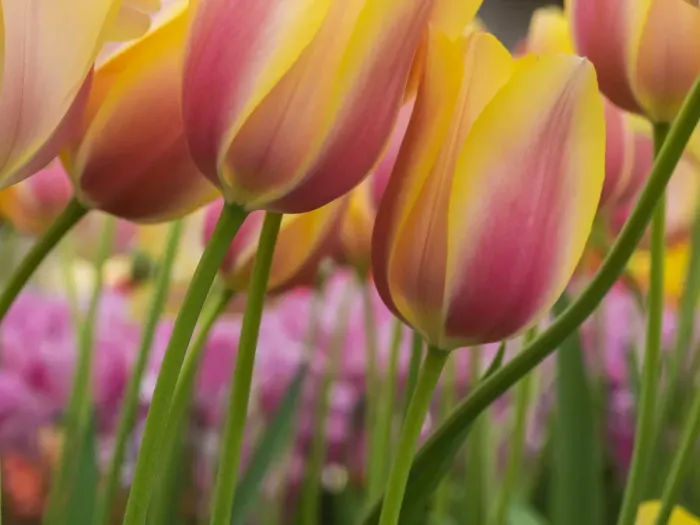 Framed Print : Close-up of tulips Framed Print : Close-up of tulips