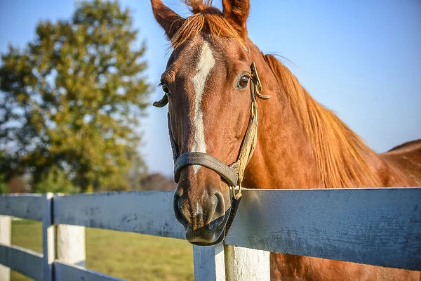 Close-up of Twilight Rose, a well-known thoroughbred race horse, in his pasture at