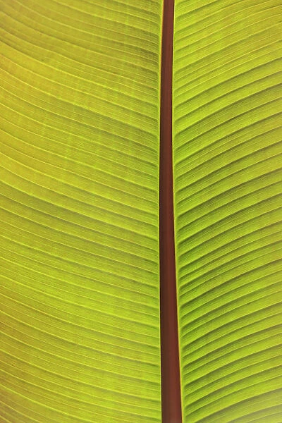 Close-up of the underside of a leaf. Portland, Oregon, USA