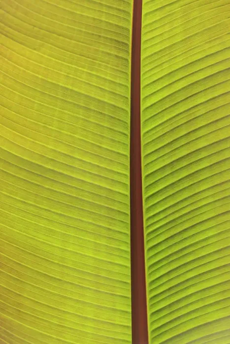 Framed Print : Close-up of the underside of a leaf. Portland, Oregon, USA Framed Print : Close-up of the underside of a leaf. Portland, Oregon, USA