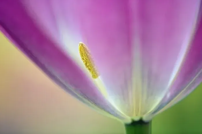 Framed Print : Close-up of underside of tulip flower, Kuekenhof Gardens, Lisse, Netherlands, Holland Framed Print : Close-up of underside of tulip flower, Kuekenhof Gardens, Lisse, Netherlands, Holland