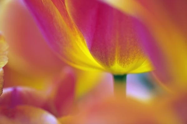 Close-up of underside of tulip flower, Kuekenhof Gardens, Lisse, Netherlands, Holland