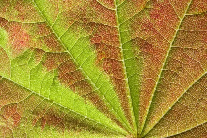 Framed Print : Close-up of vein pattern on maple leaf. Credit as: Don Paulson / Jaynes Gallery / DanitaDelimont Framed Print : Close-up of vein pattern on maple leaf. Credit as: Don Paulson / Jaynes Gallery / DanitaDelimont