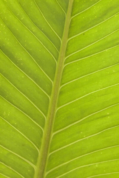 Close-up of veins in a green leaf