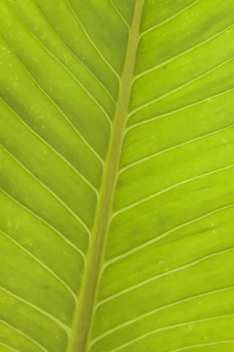 Framed Print : Close-up of veins in a green leaf Framed Print : Close-up of veins in a green leaf