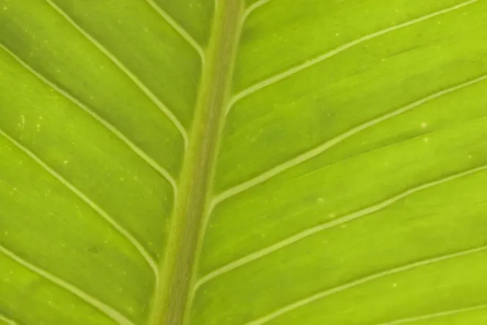 Framed Print : Close-up of veins in a green leaf