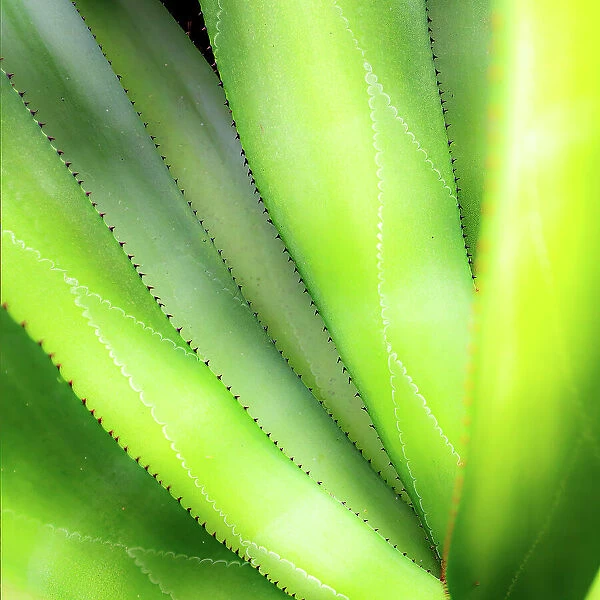 Close-up of vibrant agave leaves