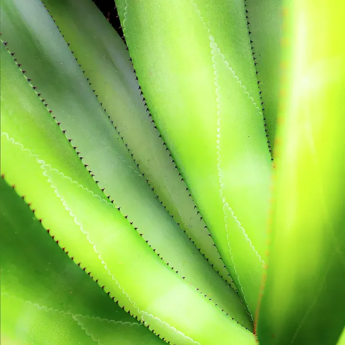 Framed Print : Close-up of vibrant agave leaves Framed Print : Close-up of vibrant agave leaves