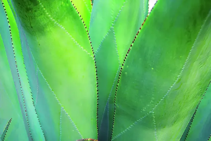 Framed Print : Close-up of vibrant agave leaves Framed Print : Close-up of vibrant agave leaves