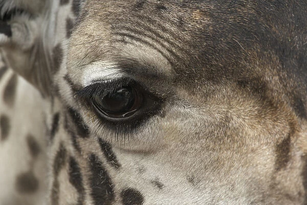 Close-up view of eye and face of Reticulated Giraffe, Giraffa camelopardalis reticulata