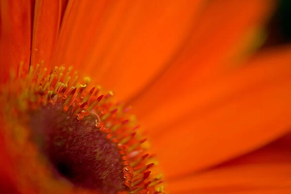 Close-up view of a Gerber Daisy, Sammamish Washington