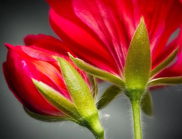 Close-up of vining geranium from back of flower