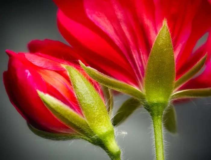 Framed Print : Close-up of vining geranium from back of flower Framed Print : Close-up of vining geranium from back of flower