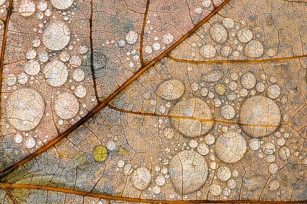 Close-up of water drops and vein pattern on autumn maple leaf, Hiawatha National Forest