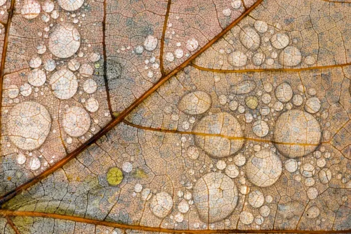 Framed Print : Close-up of water drops and vein pattern on autumn maple leaf, Hiawatha National Forest Framed Print : Close-up of water drops and vein pattern on autumn maple leaf, Hiawatha National Forest