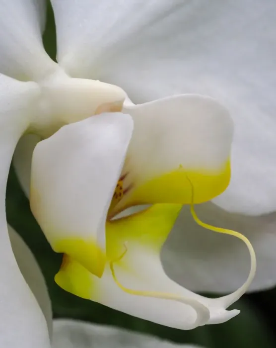Framed Print : Close-up of an white orchid
