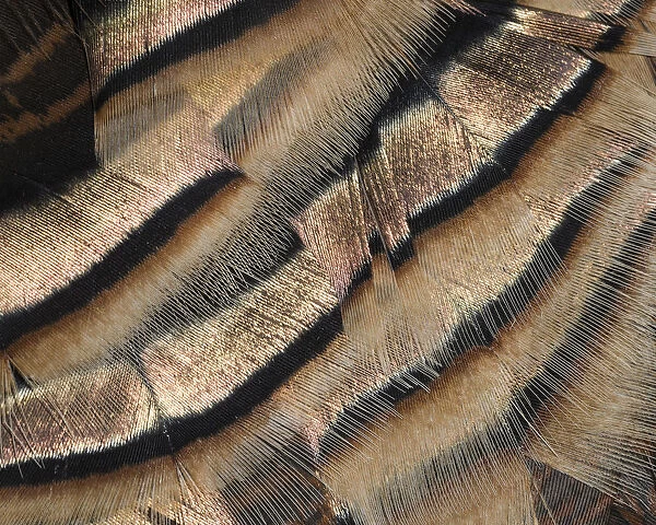 Close-up of wild turkey tail feathers