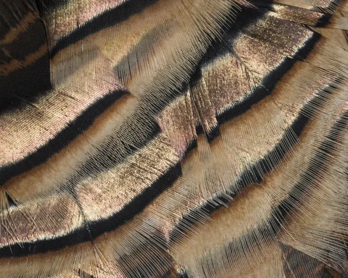 Framed Print : Close-up of wild turkey tail feathers Framed Print : Close-up of wild turkey tail feathers