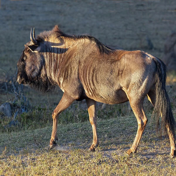 Close-up of wildebeest, aka Gnu. Camelthorn Lodge. Hwange National Park. Zimbabwe