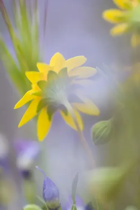 Framed Print : Close-up of wildflowers. Credit as: Ellen Anon / Jaynes Gallery / DanitaDelimont Framed Print : Close-up of wildflowers. Credit as: Ellen Anon / Jaynes Gallery / DanitaDelimont