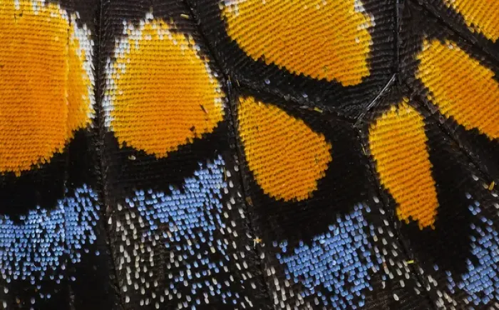 Framed Print : Close-up detail Wing Pattern of Butterfly Framed Print : Close-up detail Wing Pattern of Butterfly
