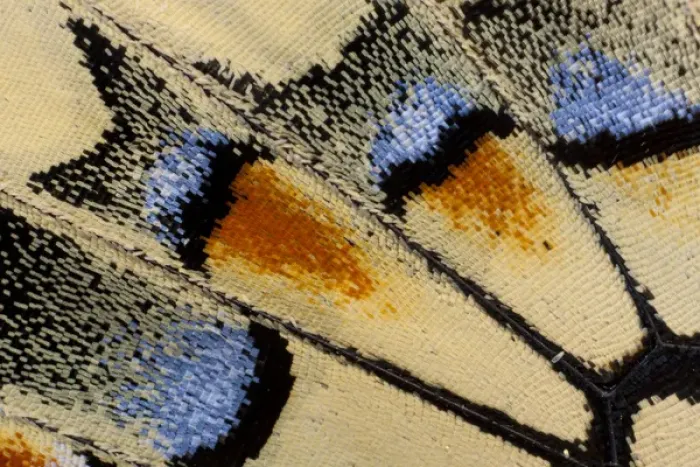 Framed Print : Close-up detail Wing Pattern of Butterfly Framed Print : Close-up detail Wing Pattern of Butterfly