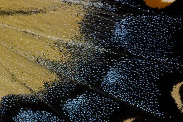 Framed Print : Close-up detail Wing Pattern of Butterfly