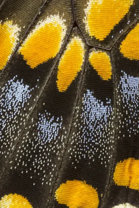 Framed Print : Close-up detail Wing Pattern of Butterfly Framed Print : Close-up detail Wing Pattern of Butterfly