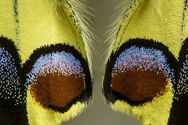 Close-up detail Wing Pattern of Butterfly