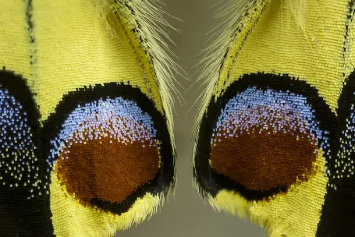 Framed Print : Close-up detail Wing Pattern of Butterfly Framed Print : Close-up detail Wing Pattern of Butterfly