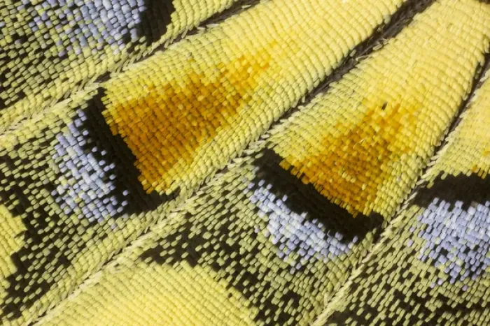 Framed Print : Close-up detail Wing Pattern of Butterfly Framed Print : Close-up detail Wing Pattern of Butterfly