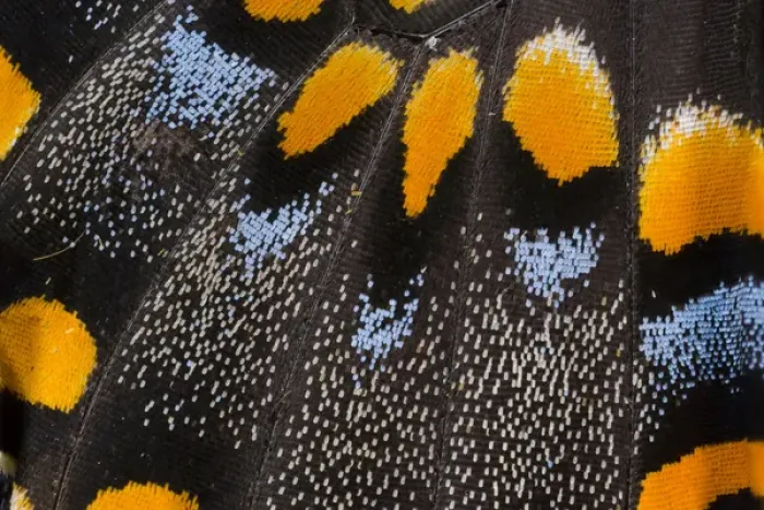Framed Print : Close-up detail Wing Pattern of Butterfly Framed Print : Close-up detail Wing Pattern of Butterfly