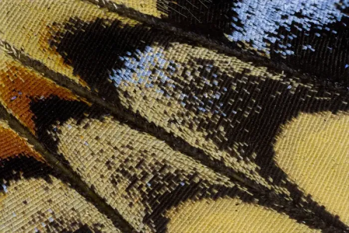 Framed Print : Close-up detail Wing Pattern of Butterfly Framed Print : Close-up detail Wing Pattern of Butterfly