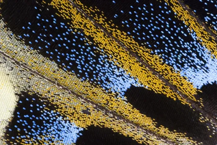 Framed Print : Close-up detail Wing Pattern of Tropical Butterfly