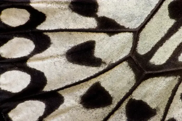 Framed Print : Close-up detail Wing Pattern of Tropical Butterfly Framed Print : Close-up detail Wing Pattern of Tropical Butterfly