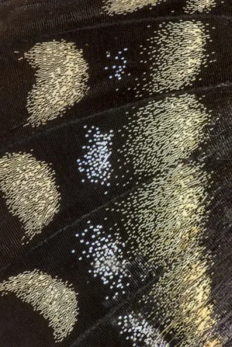 Framed Print : Close-up detail Wing Pattern of Tropical Butterfly